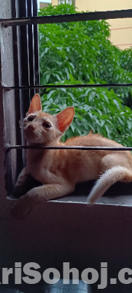 Cat